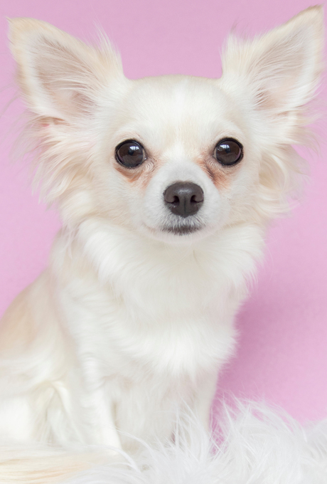 Chihuahua Nina