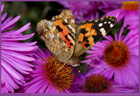 De distelvlinder op en tussen de herfst-asters.