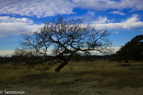 Loonse en Drunense Duinen 1