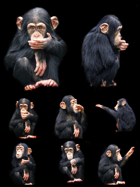 chimp dreumes