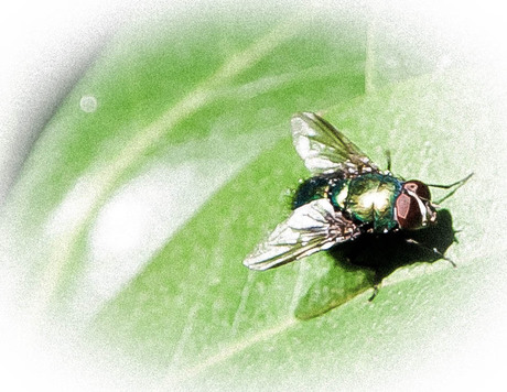 green fly
