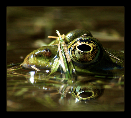 Alweer een froggy...