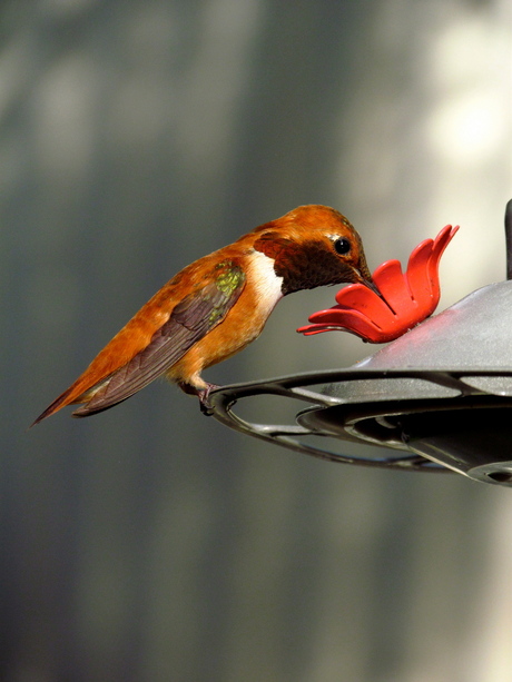 Hummingbird in British Columbia