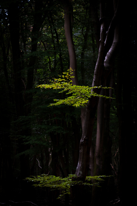 lichtval in het bos