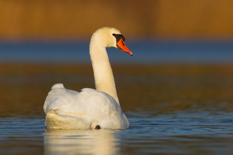 zwaan in ochtendlicht