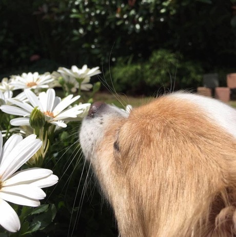 Roby geniet van de geur van de lentebloemen