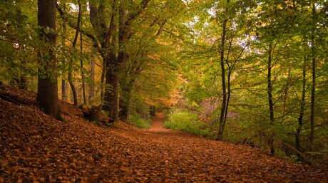 Herfstkleuren op de Duivelsberg