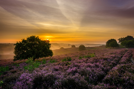 Als de dag van gisteren - De zon is net op en de heide bloeit volop. Nationaal park Veluwezoom barst uit haar voegen van de fotografen die allemaal een perfect plaatje willen  - foto door Jantje1972 op 23-10-2017 - deze foto bevat: lucht, wolken, zon, natuur, licht, herfst, landschap, mist, bos, tegenlicht, zonsopkomst, bomen