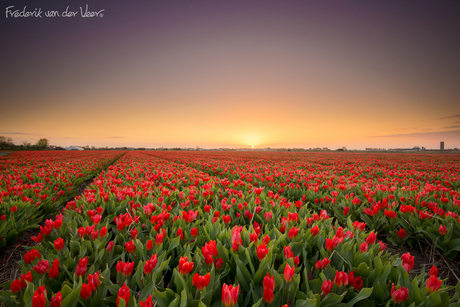 Zonsopkomst Bollenstreek