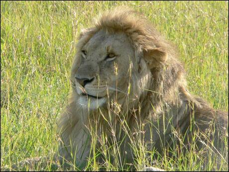 een leeuw in Kenia