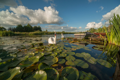 Zwanen in de polder