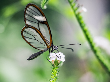 Glasswinged Butterfly