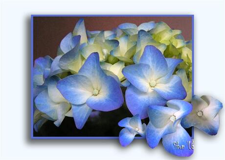 Hortensia 05