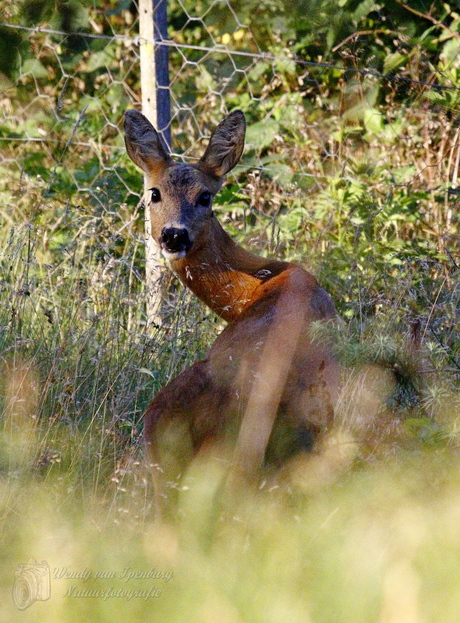 Hertje Hoge Veluwe