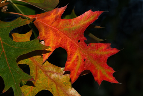 Autumn leaf