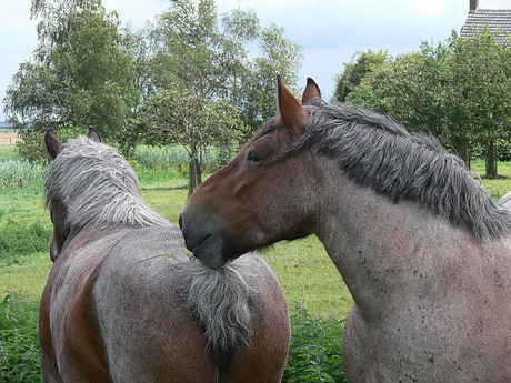 Boerenpaarden 2