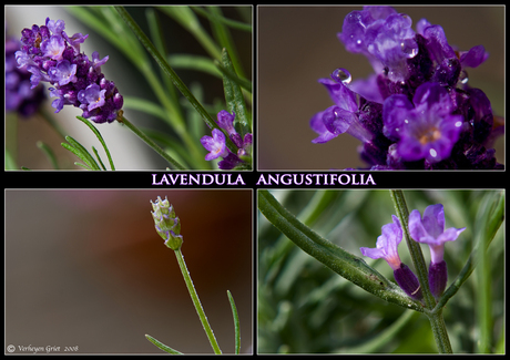 Lavendula angustifolia