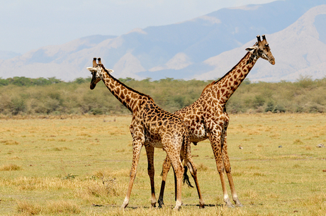 Twee Giraffen