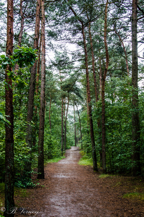 Lange Duinen Soest