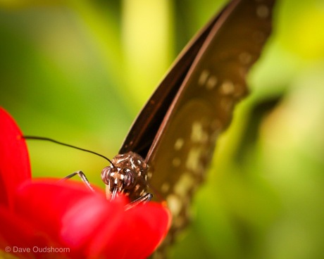 Close up vlinder