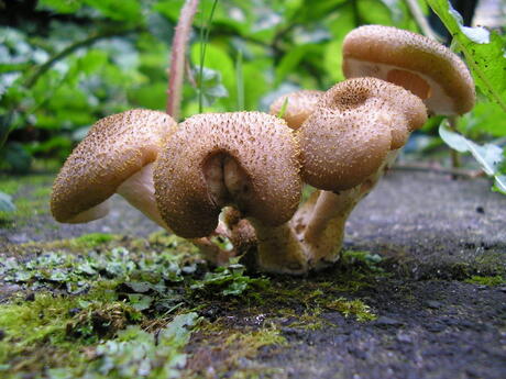 Paddestoelen