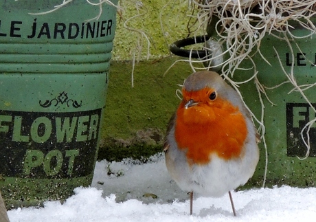 Roodborstje in de sneeuw