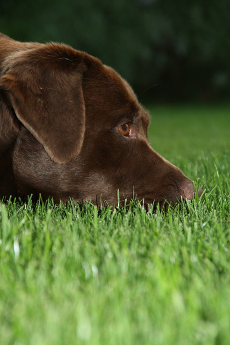 Bruine labrador