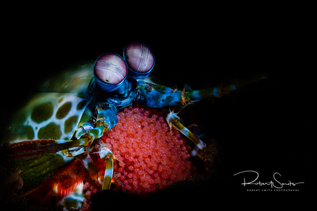 Peacock mantis shrimp met eitjes