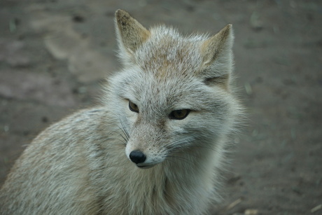 Steppevos in Dierenrijk