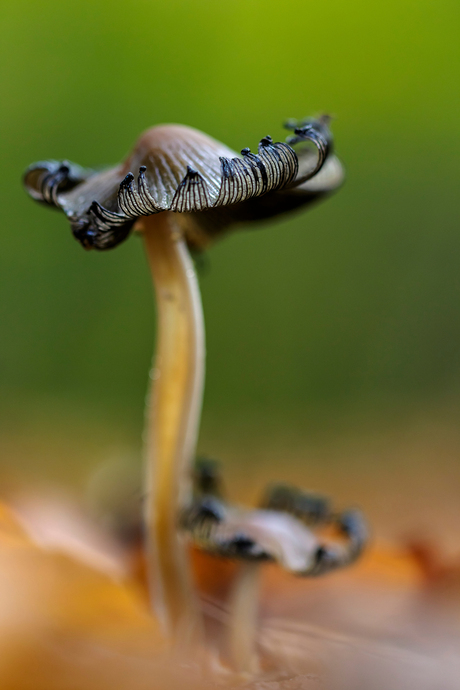 Fungus