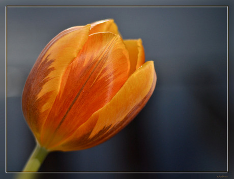 Tulp