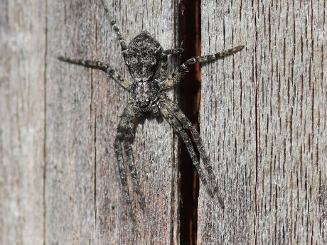 Buxusrenspin - Philodromus buxi