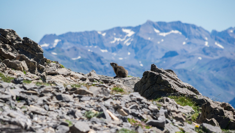 Berg Marmot