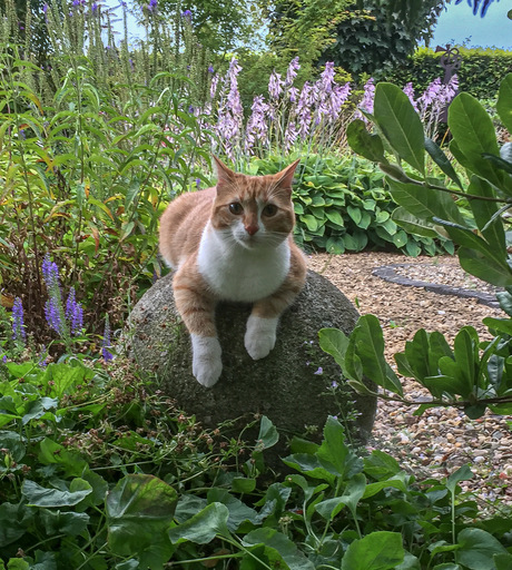 Vera, in de tuin terwijl ik aan het onkruid trekken was