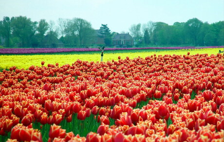 Tulpenveld in Groningen