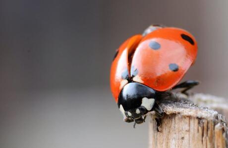 Ladybug 05