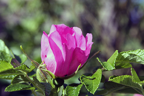 Bloemetje