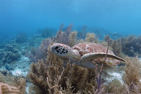 Zeeschildpad Klein Bonaire 2