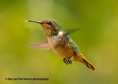 Fonkelende kolibrie