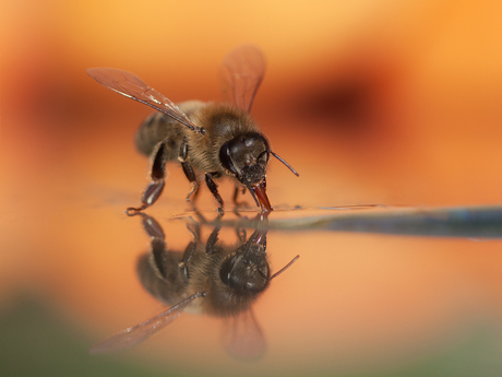 Drinking Honeybee
