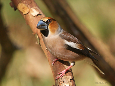 Appelvink