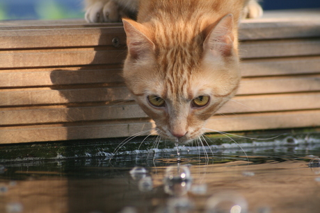 wat een grote water bak zeg...