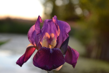 Iris met zonsopgang licht