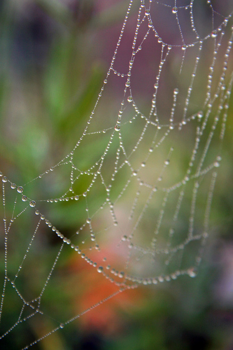 spinneweb