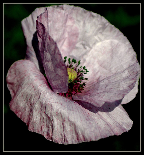 papaver