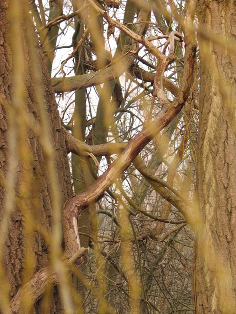 door de bomen het bos zien