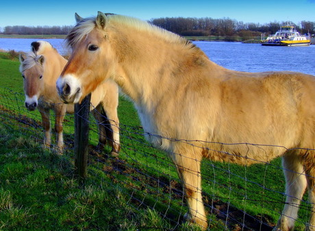 Wachtend op het veer