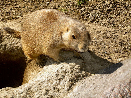 Prairiehondje
