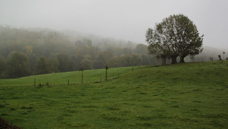 Limburgse mist