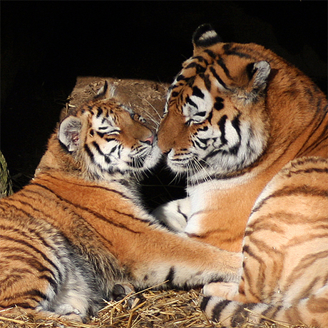 TigerLove